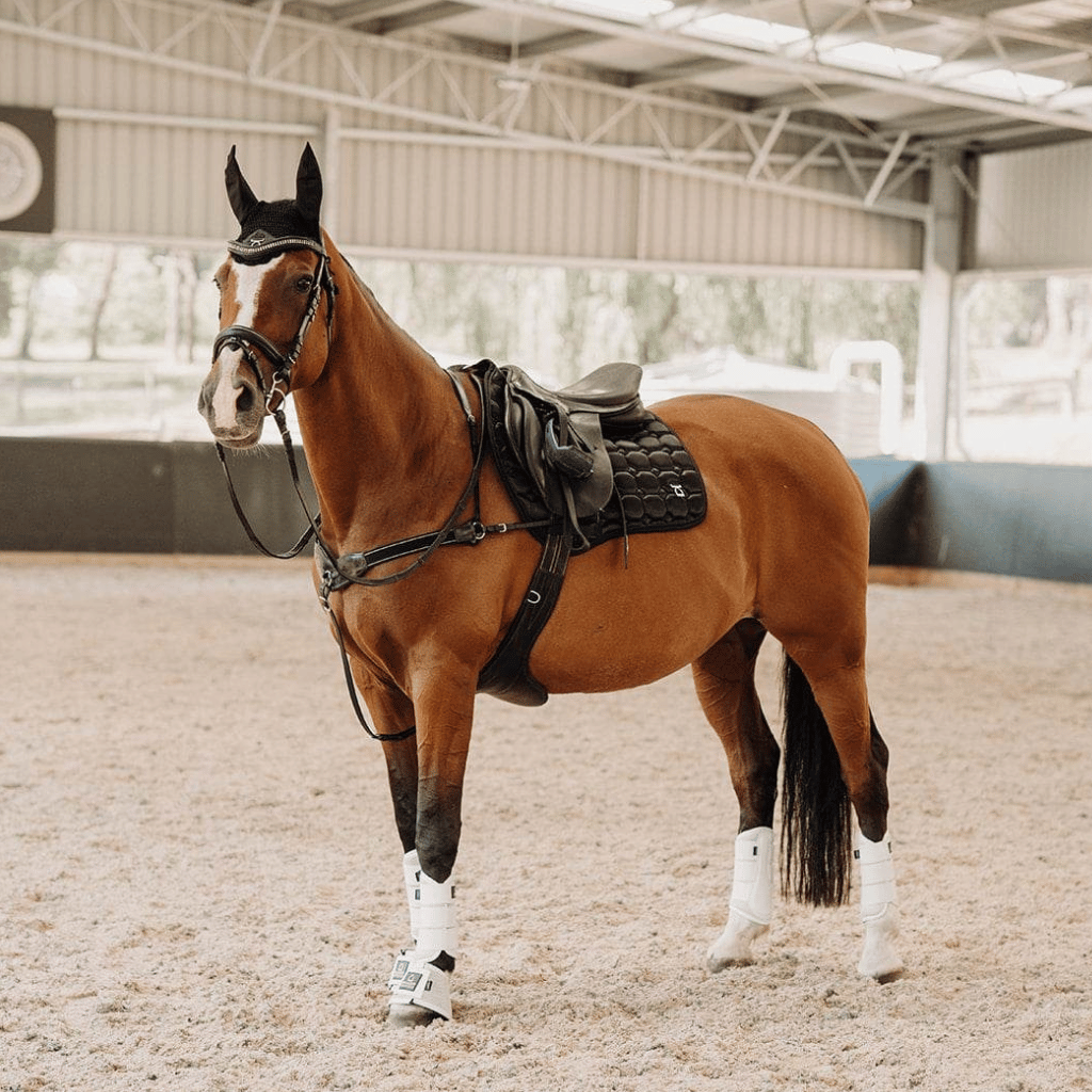 Chestnut horse standing in the ring wearing black accessories from the Classic collection at Regent Equestrian