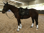 Midnight Dressage saddle pad
