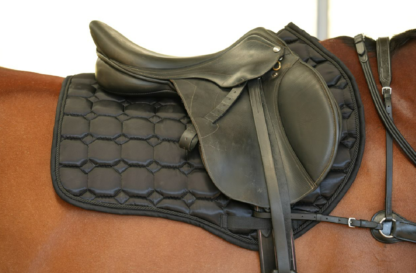 Midnight jump saddle pad