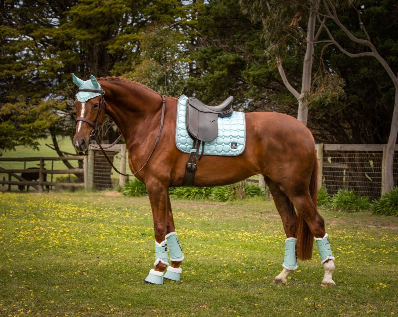 Journey Tendon Boots